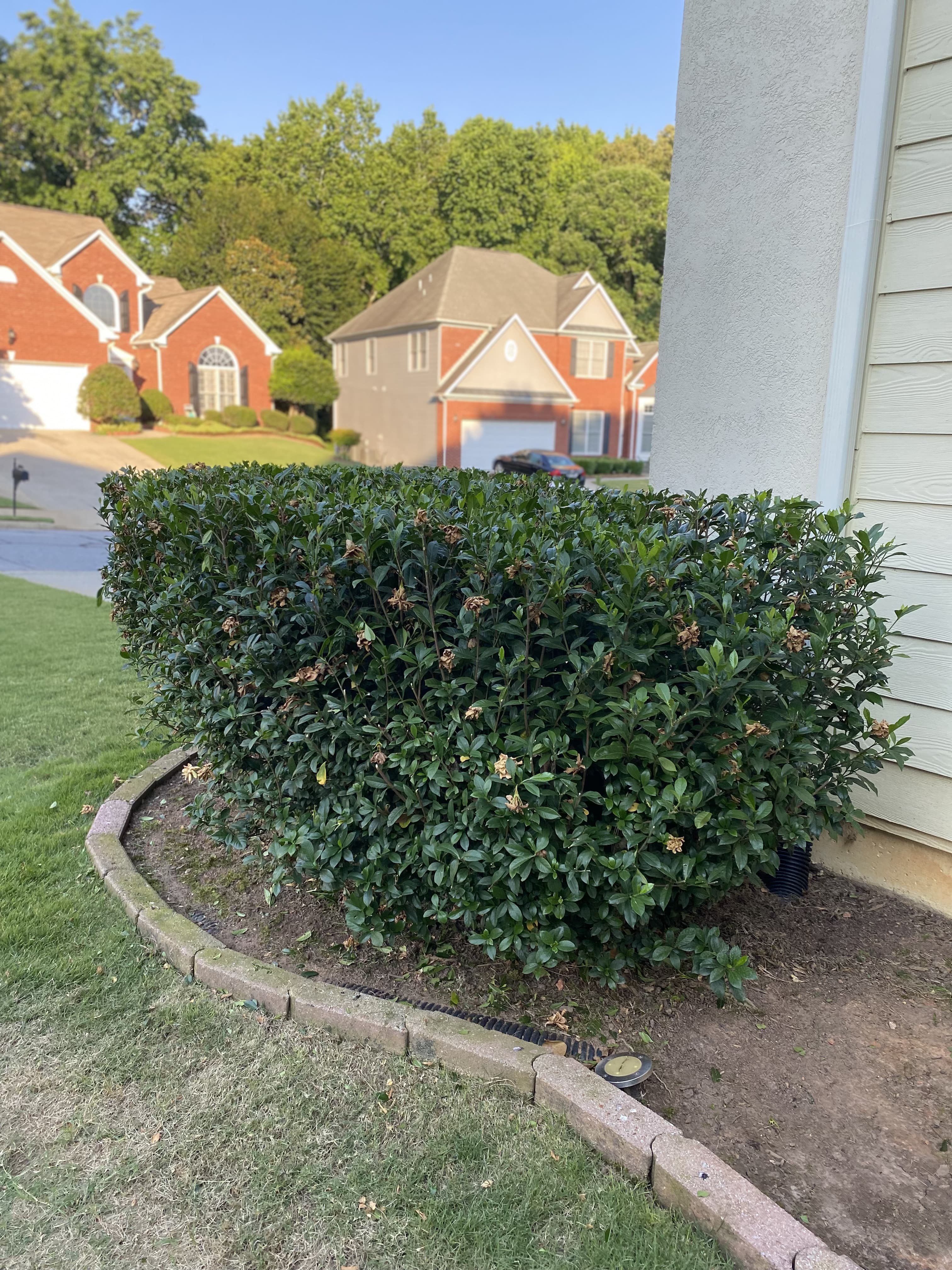 Professional bush trimming